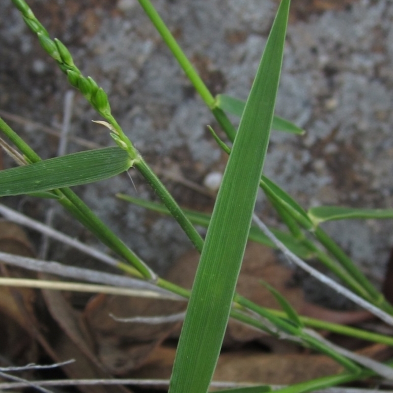 Entolasia marginata