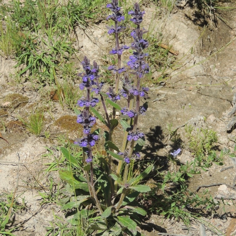 Ajuga australis