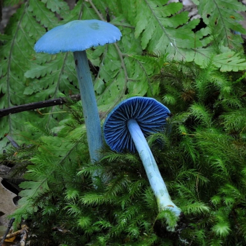 Entoloma virescens