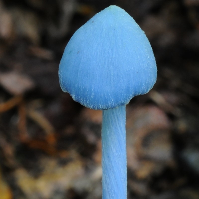 Entoloma virescens