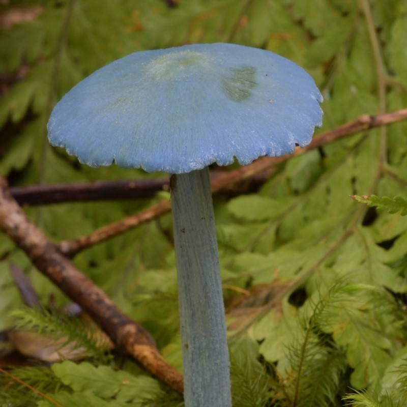 Entoloma virescens