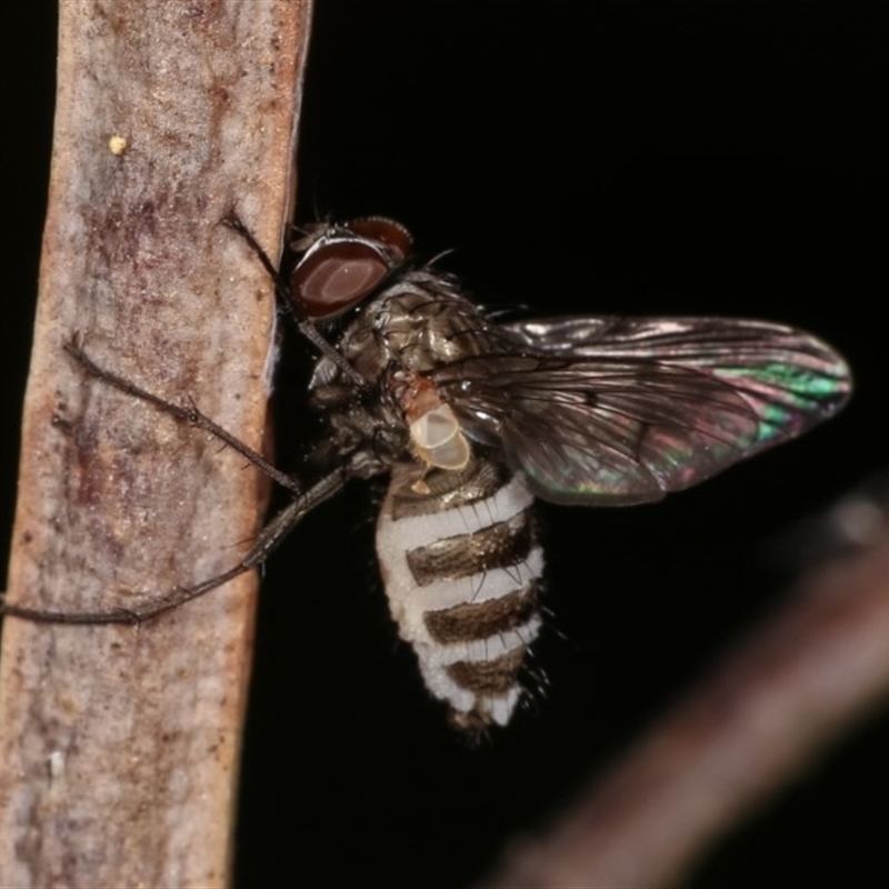 Entomophthora sp. (genus)