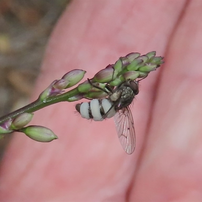 Entomophthora sp. (genus)