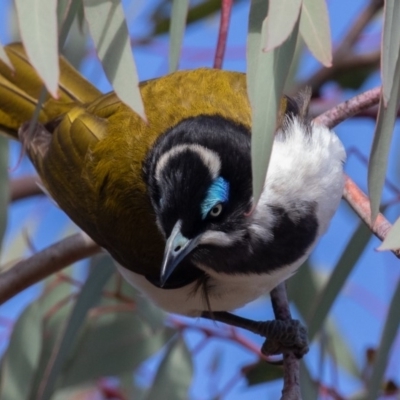 Entomyzon cyanotis