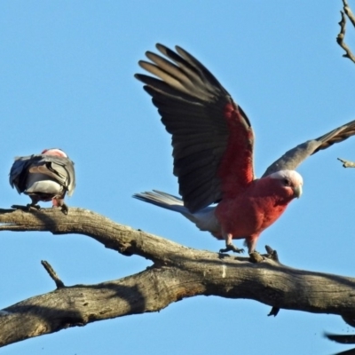 Eolophus roseicapilla