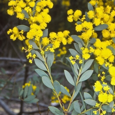 Acacia buxifolia subsp. buxifolia