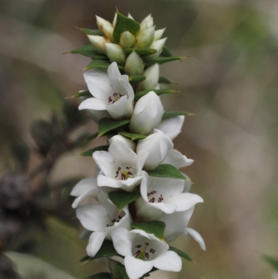 Epacris breviflora