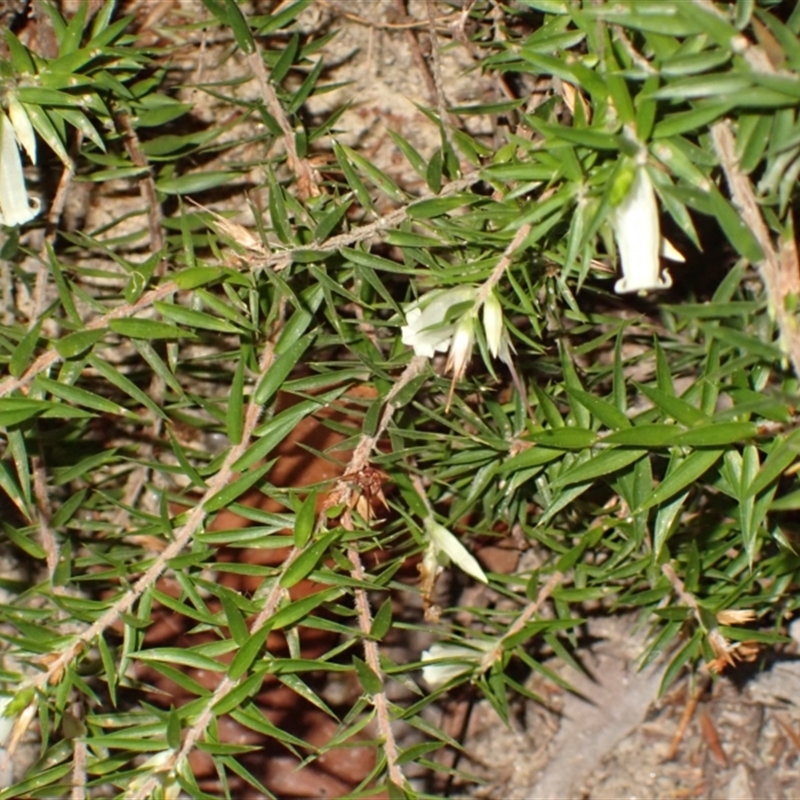 Epacris calvertiana var. calvertiana