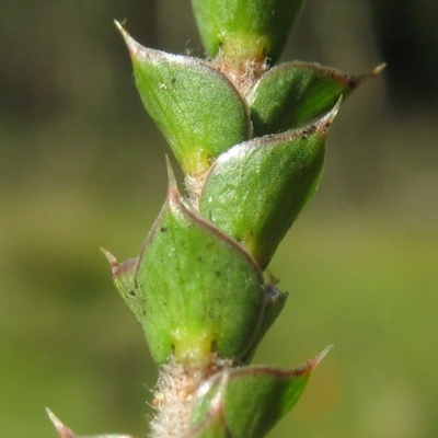 Epacris gunnii