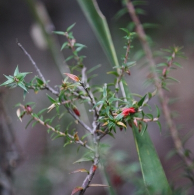 Epacris impressa