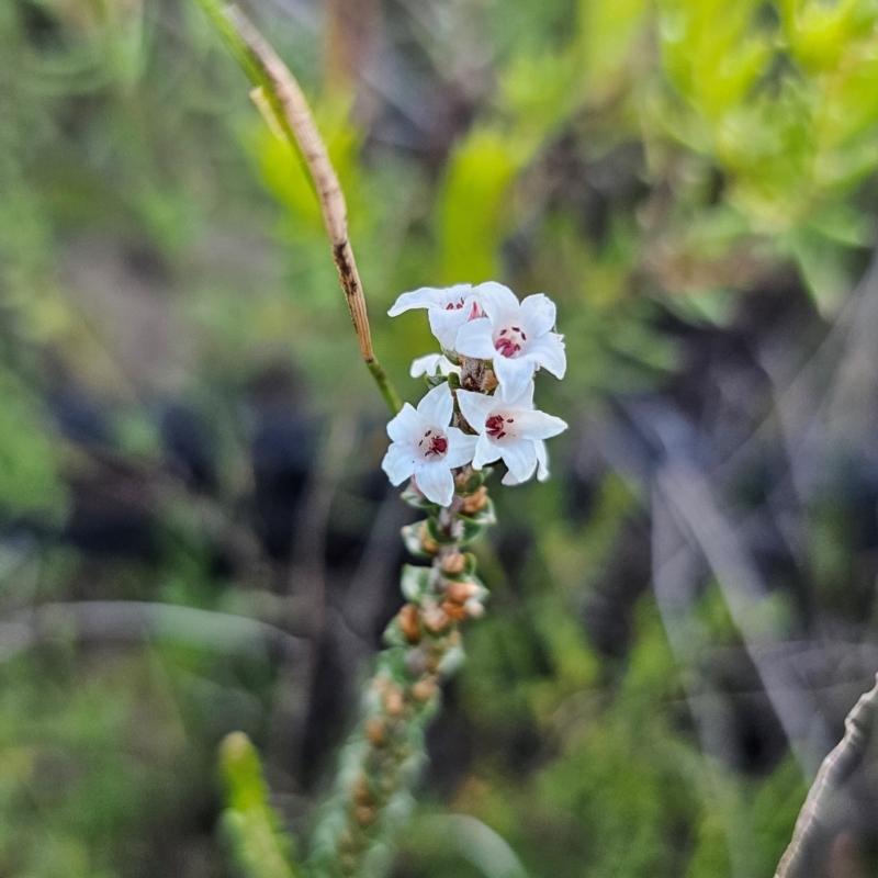 Epacris microphylla var. microphylla