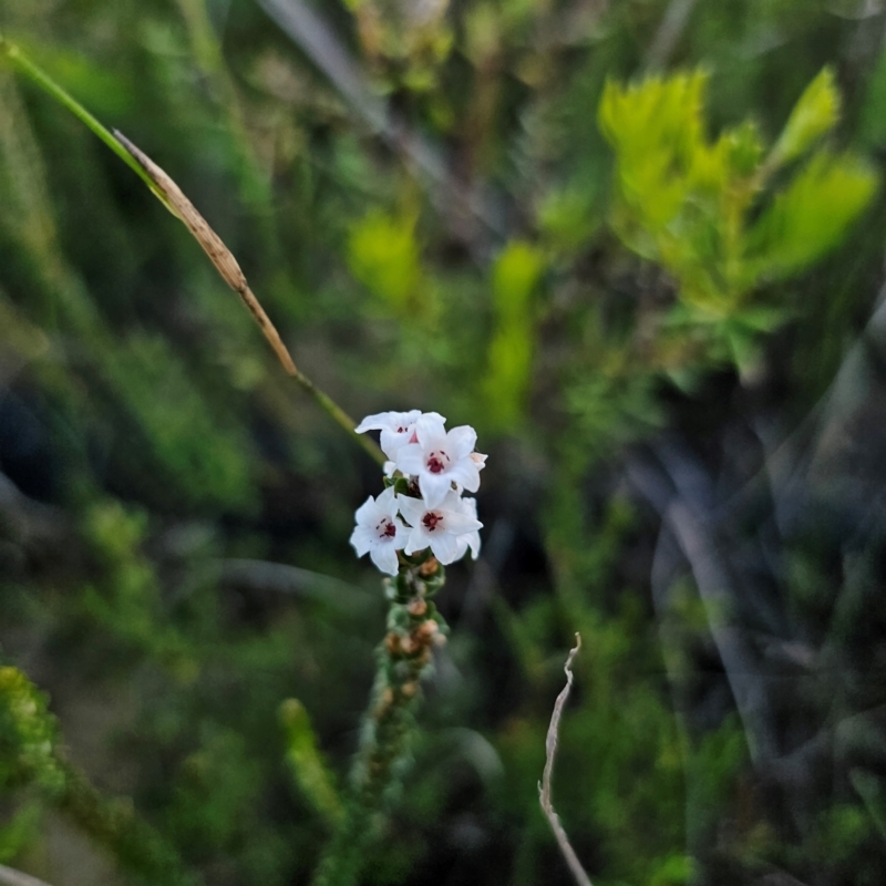 Epacris microphylla var. microphylla