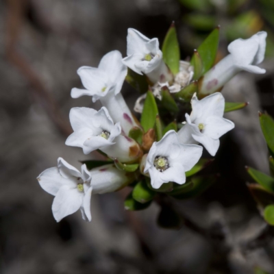 Epacris paludosa