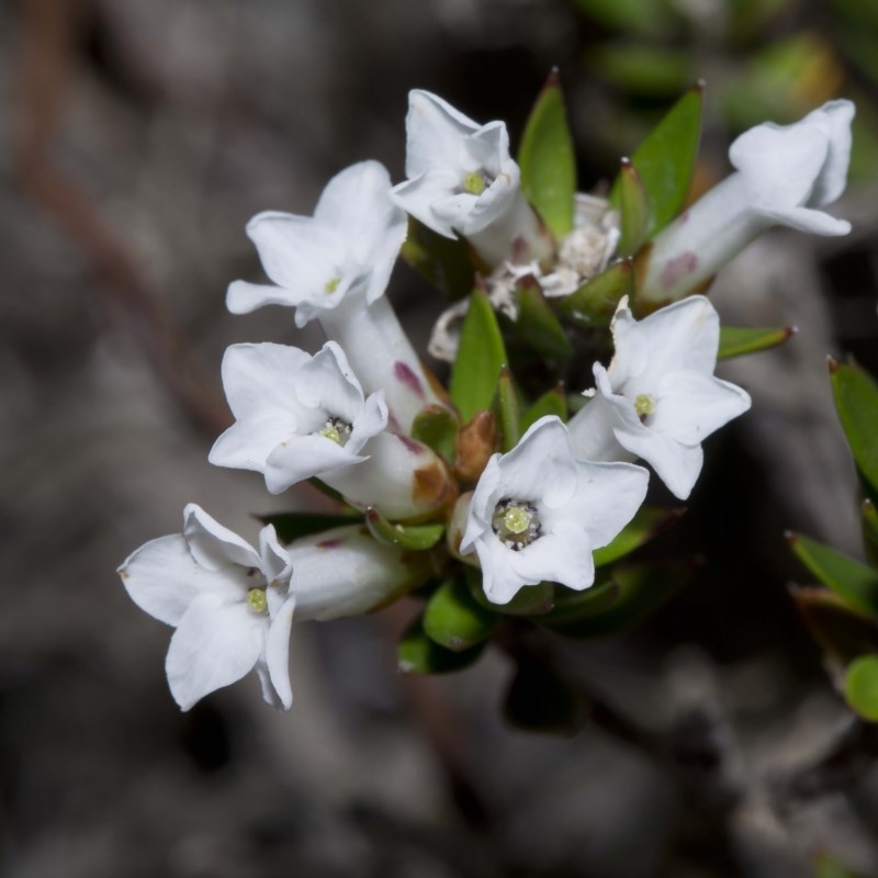 Epacris paludosa