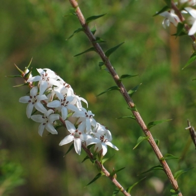 Epacris pulchella