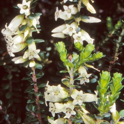 Epacris robusta