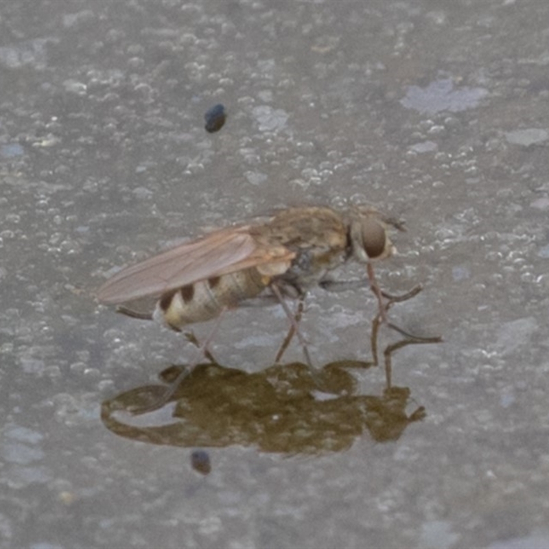 Ephydridae sp. (family)