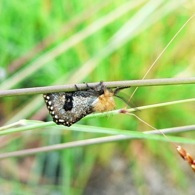 Epicoma contristis