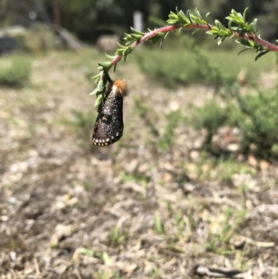 Epicoma contristis