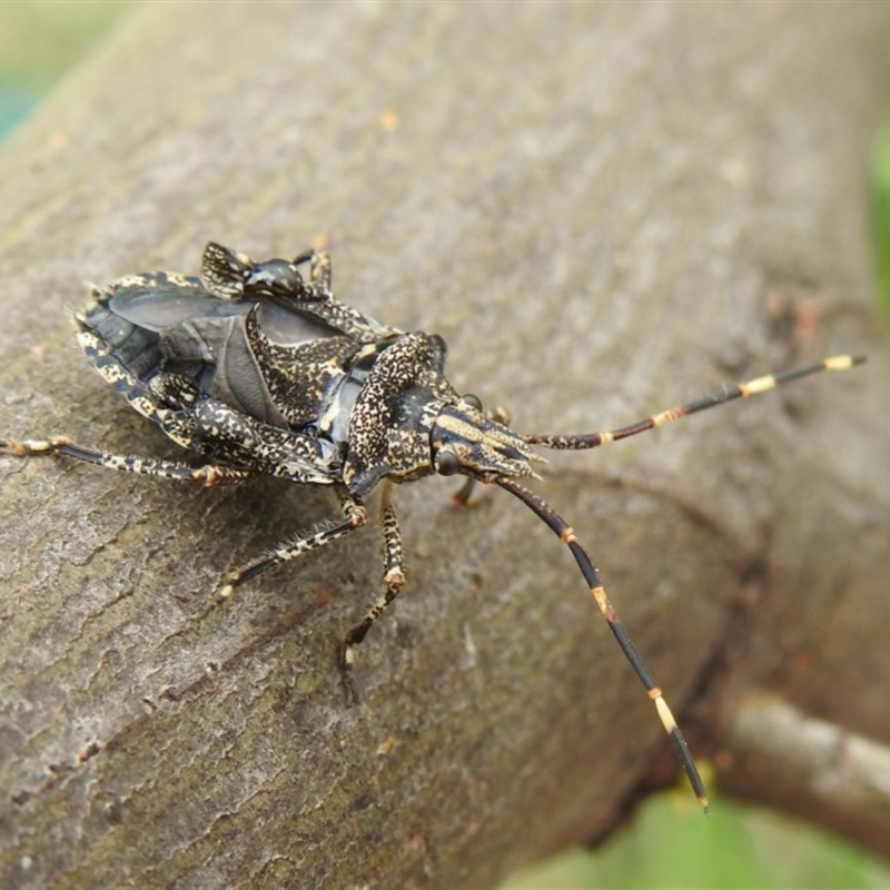 Alcaeus varicornis