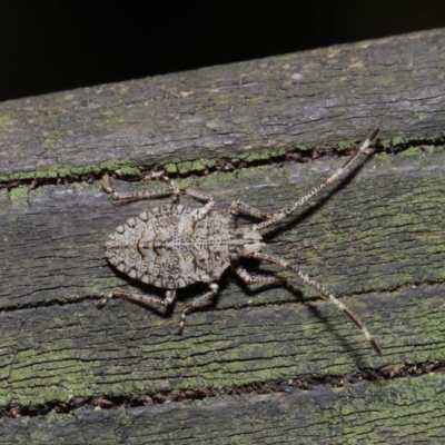 Alcaeus varicornis