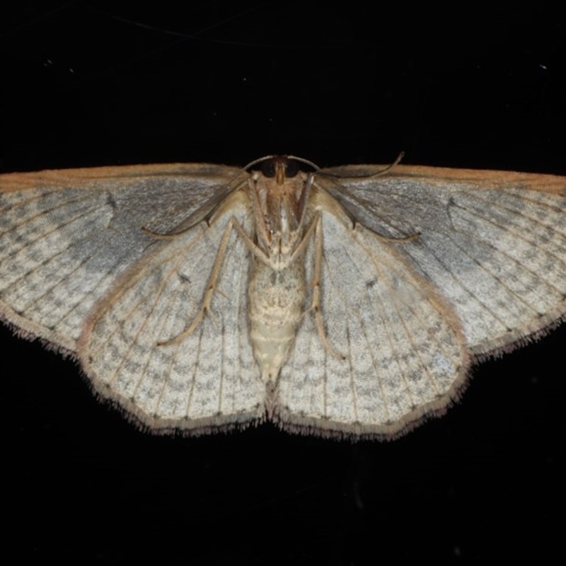 Epicyme rubropunctaria