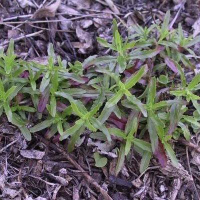 Epilobium billardiereanum subsp. cinereum