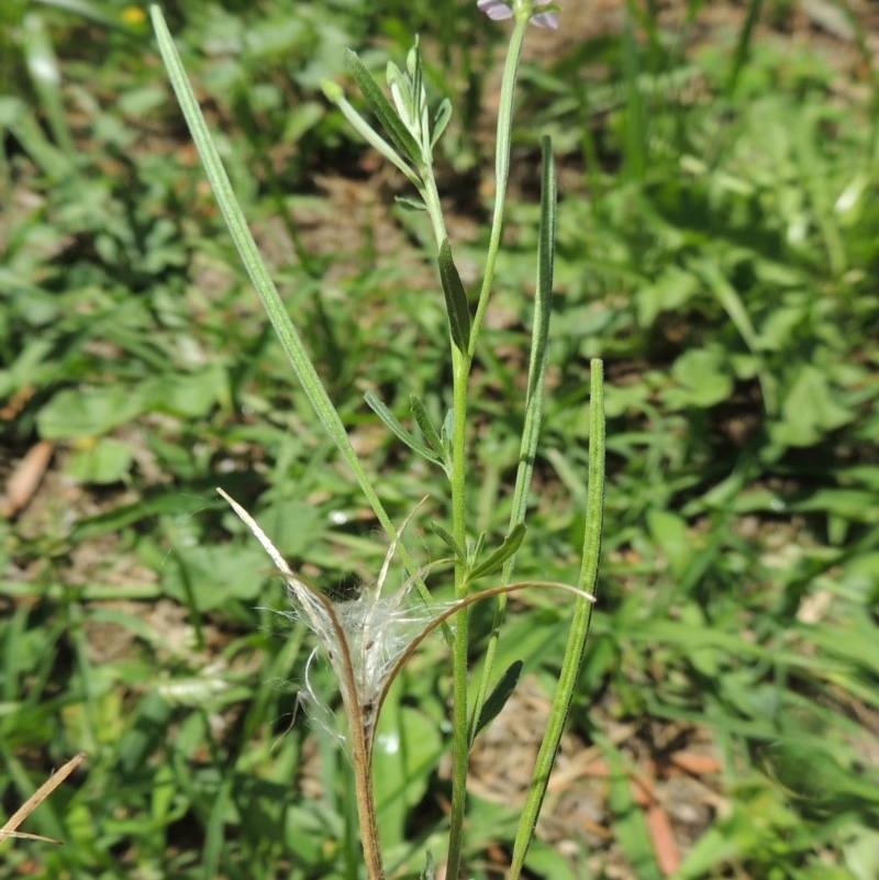 Epilobium billardiereanum subsp. cinereum