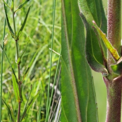 Epilobium billardiereanum subsp. hydrophilum