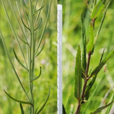 Epilobium billardiereanum subsp. hydrophilum