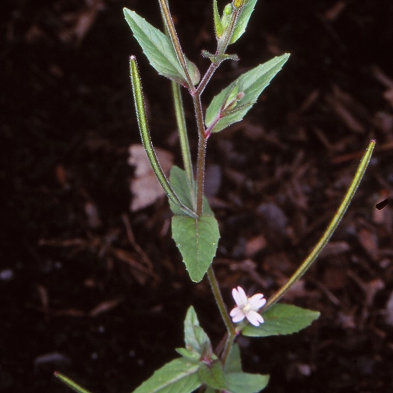 Epilobium ciliatum