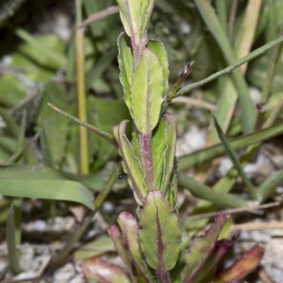 Epilobium gunnianum