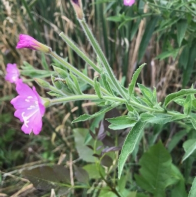 Epilobium hirsutum