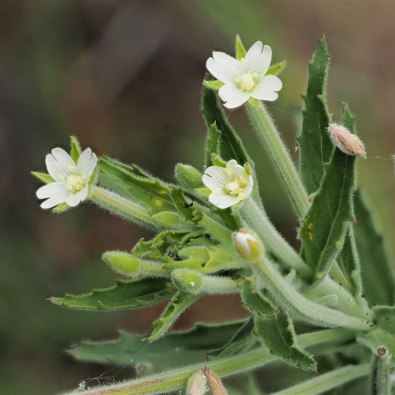 Epilobium hirtigerum