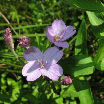 Epilobium pallidiflorum