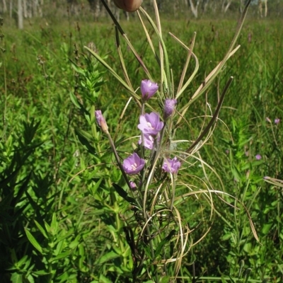 Epilobium pallidiflorum