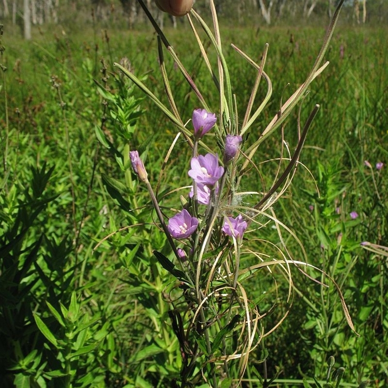 Epilobium pallidiflorum