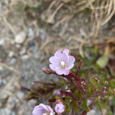 Epilobium sarmentaceum