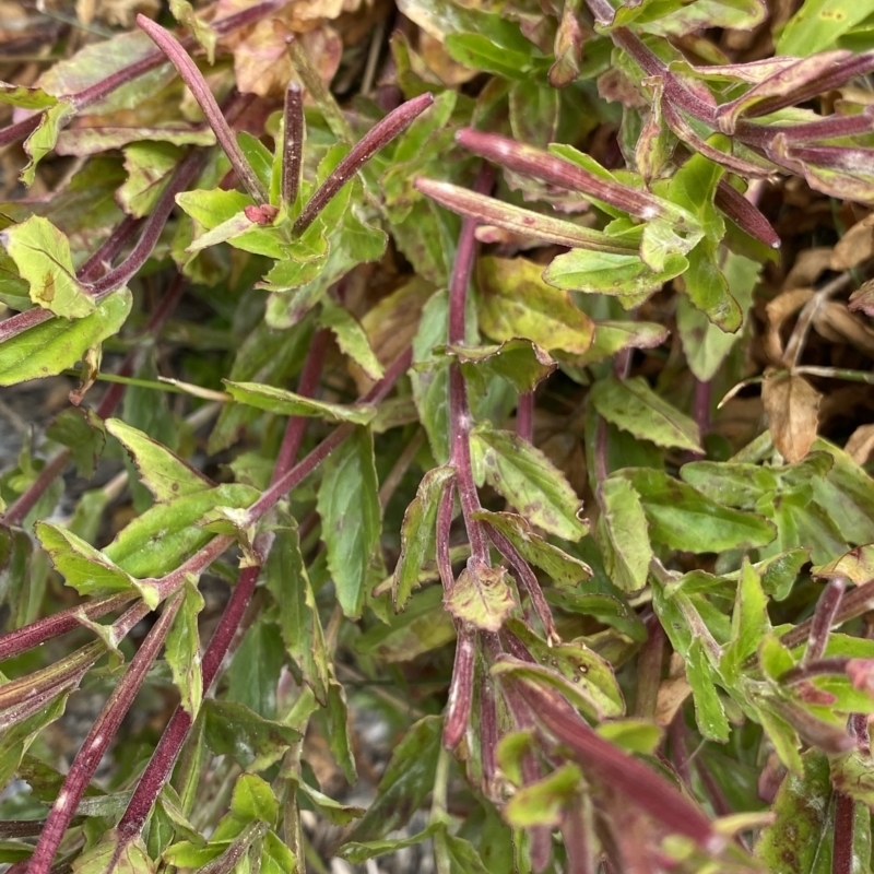 Epilobium sarmentaceum