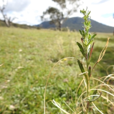 Epilobium sp.