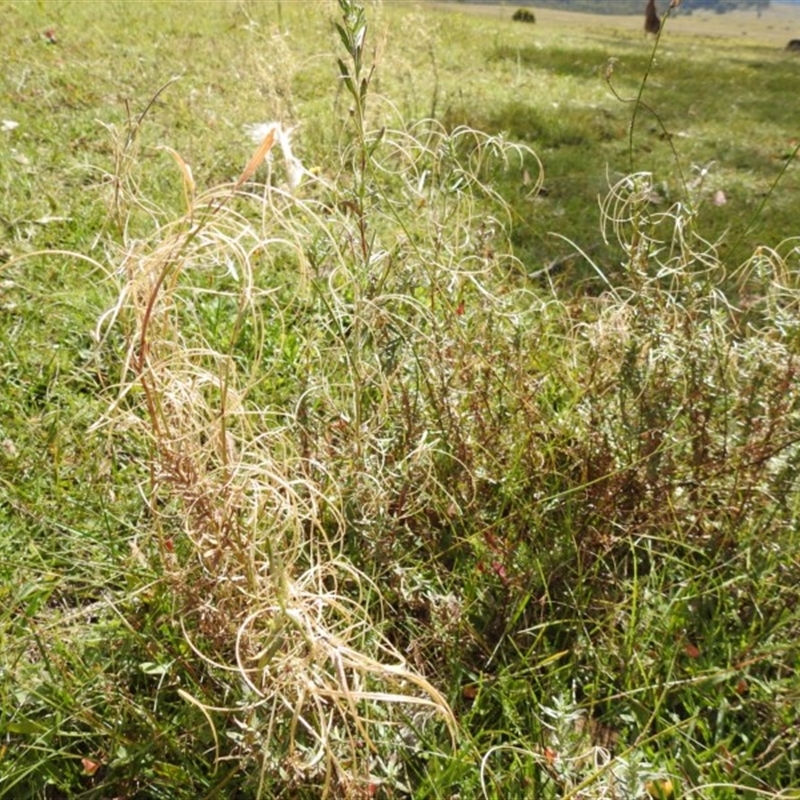 Epilobium sp.