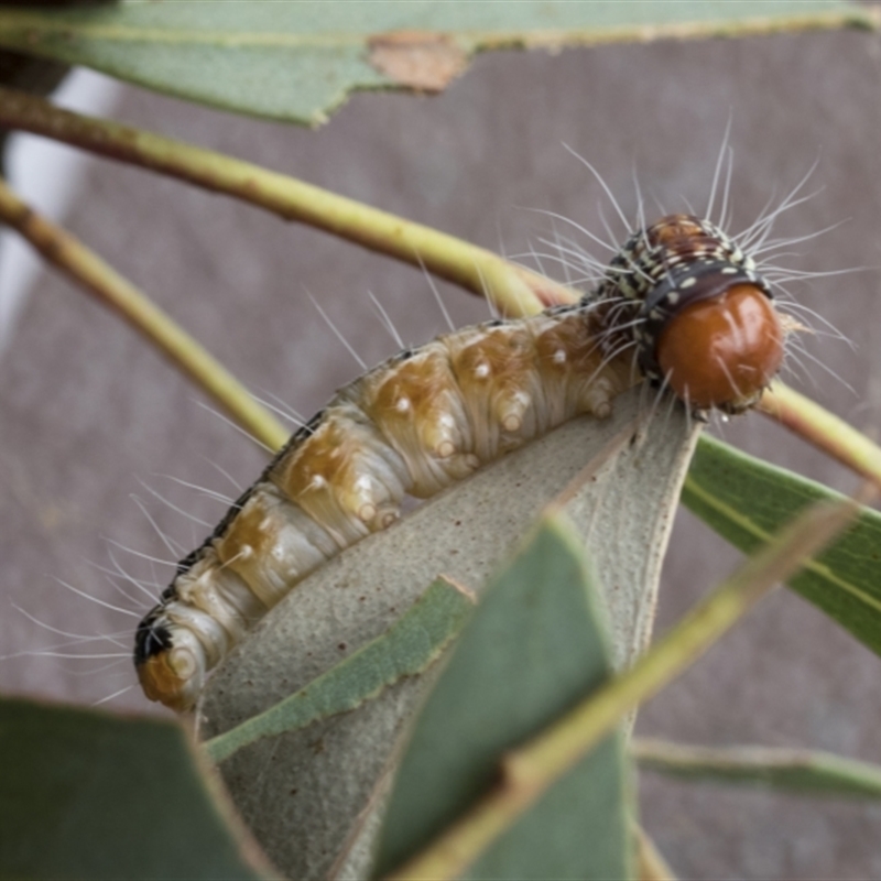 Epipaschiinae immature unidentifiedspecies