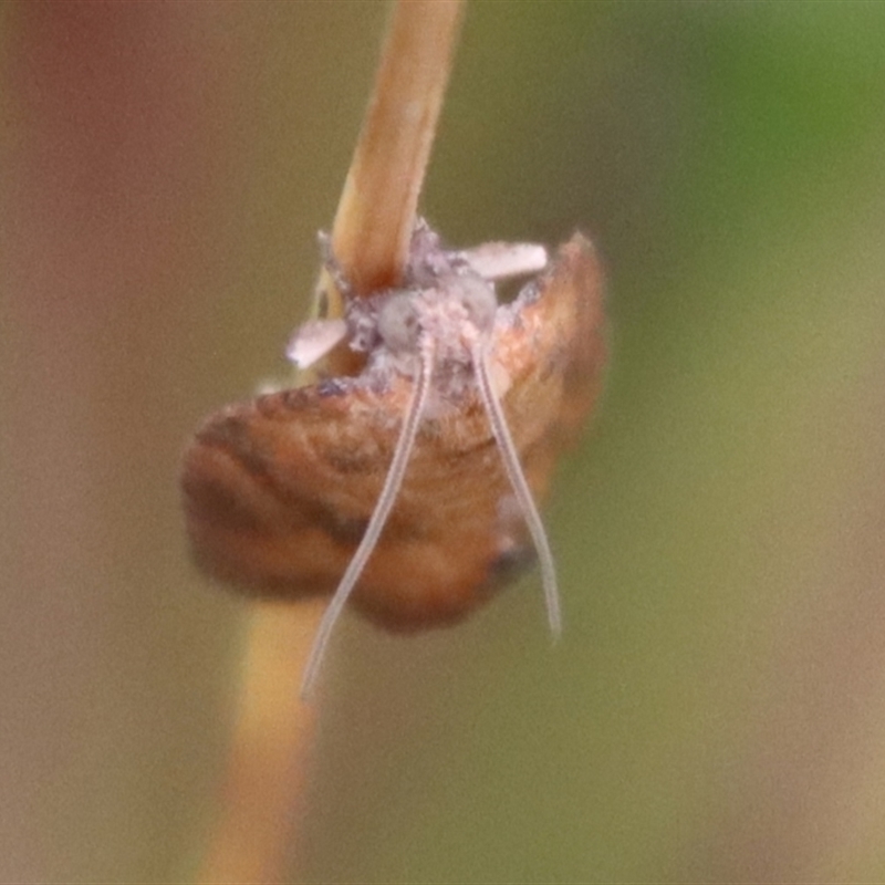 Epiphyas xylodes