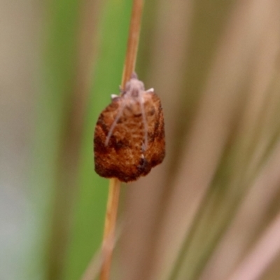 Epiphyas xylodes