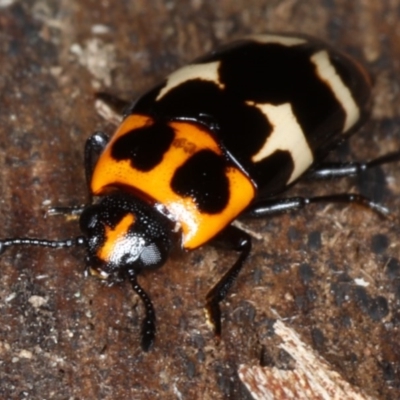 Episcaphula pictipennis