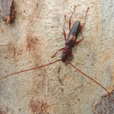 Epithora dorsalis