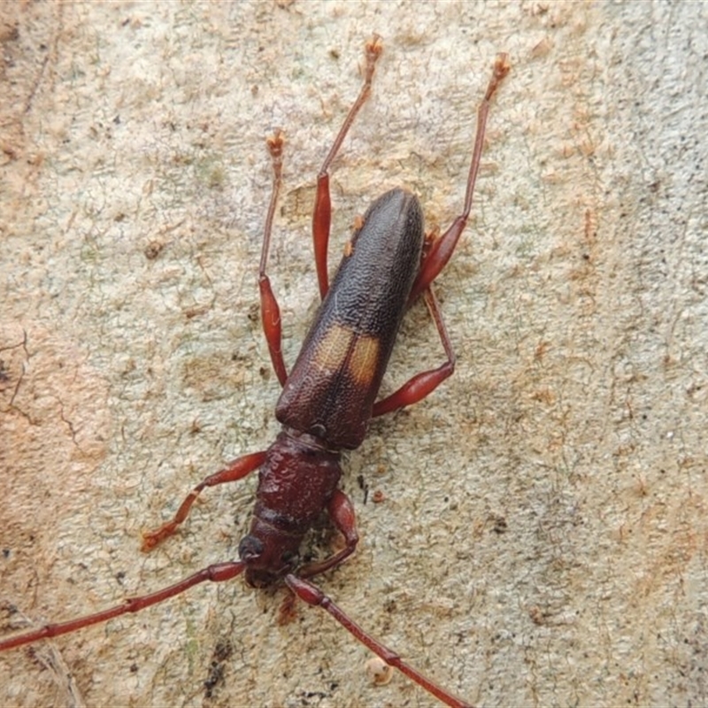 Epithora dorsalis