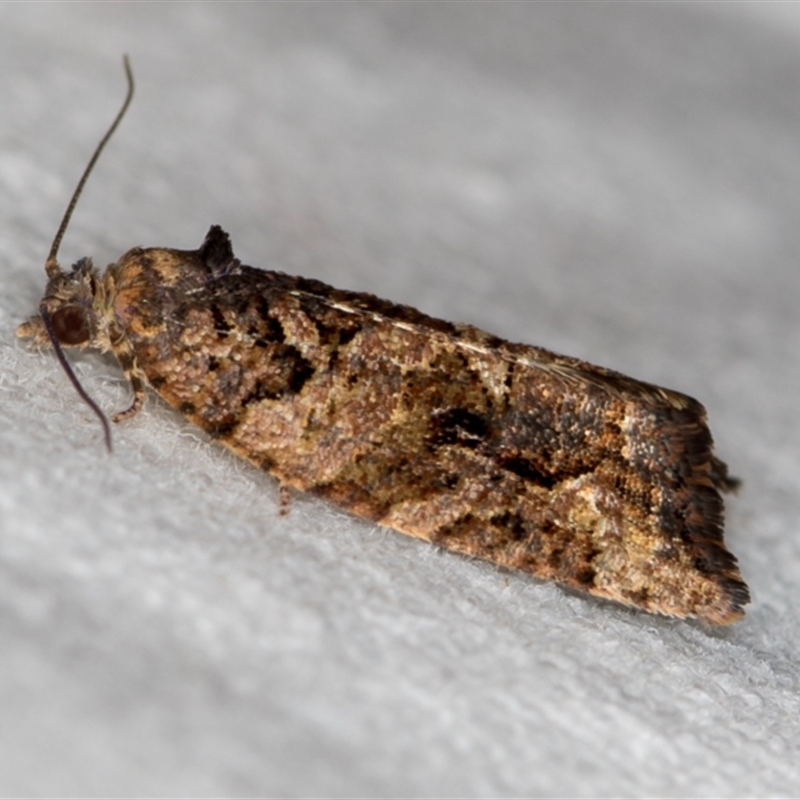 Epitymbia alaudana