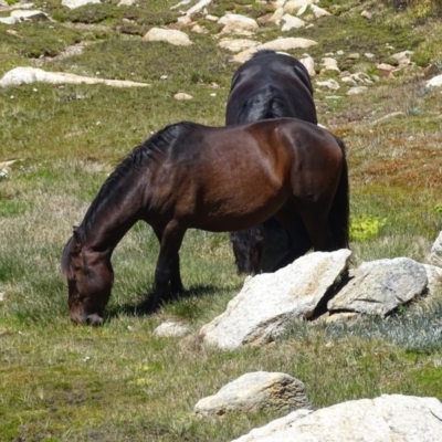 Equus caballus