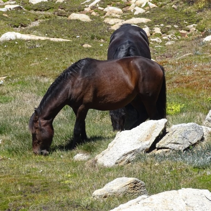 Equus caballus